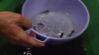 Adamın eli balık çiftliğinde alabalık kızartmalı küçük bir kova tutuyor - 416