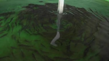 Balık çiftliği tankında daireler çizerek yüzen küçük alabalık - 417