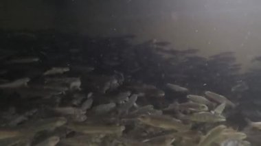 Kuzey İspanya 'da bir balık çiftliğinde akvaryumda yüzen genç alabalık - 371