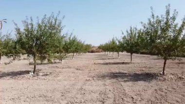 Alçak İrtifa Drone Atışı Bir Badem Plantasyonu Üzerinde İleri Hareketle - 500