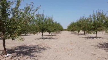 Düşük irtifa Drone Aragon 'daki bir badem tarlasının üzerinden sağa sola hareket ederken vuruldu - 501