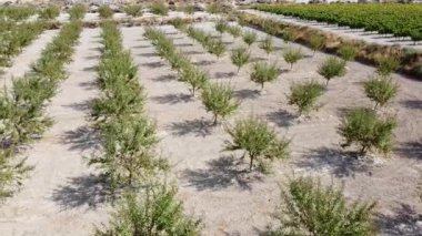  Hava Aracı Atışı Sağdan Sola Bir Badem Plantasyonu üzerine Yanal Hareket - 498