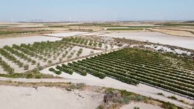 Güney Aragon 'un Arid Toprakları' nda geriye doğru üzüm bağı ve badem mahsulleri üzerinde hareket eden hava aracı vuruldu - 508