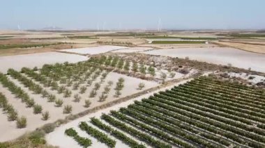 Güney Aragon 'un Çorak Toprakları' nda Badem ve Üzüm bağının Hava Çekimi - 510