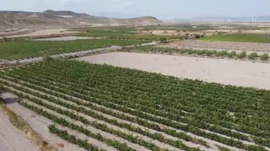 Güney Aragon 'un çorak topraklarında üzüm bağı manzarası - 511