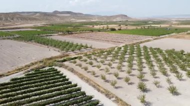 Güney Aragon 'daki Tarım Toprakları, Üzüm bağları ve Badem Bahçeleri üzerinde Yörüngesel Yan Hareketi ile Hava Dronu Çekimi - 507