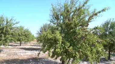 Yazın Badem Ağacı Çiftliği - 474