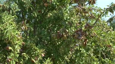 Güney Aragon 'daki Meyve Bahçesinde Meyveli Badem Ağaçları - 475