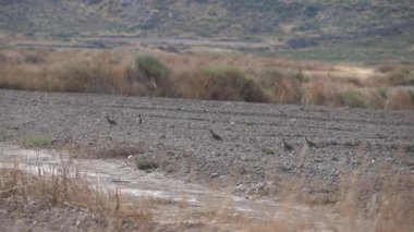 Kırmızı bacaklı keklik sürüsü Güney Aragon 'un çorak topraklarında koşuyor - 480
