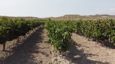 Arid Arazisindeki bir üzüm bağından yükselen insansız hava aracı vuruldu - 484