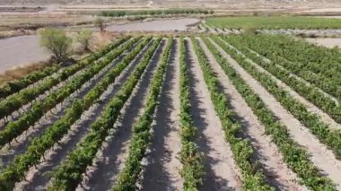 Hızlı Hava Aracı Bir Üzüm bağının Üzerinde Vuruldu - 496