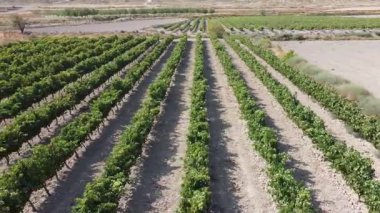 Air Sideways İHA 'sı Güney Aragon, İspanya' da bir üzüm bağının üzerinde uçarken vuruldu - 495