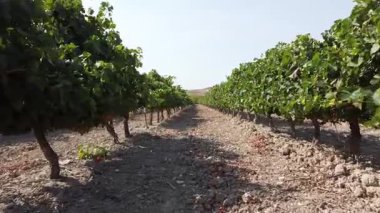 Alçak İrtifa İlerleme Çekimi Güney Aragon, İspanya 'daki bir üzüm bağından çekildi - 494