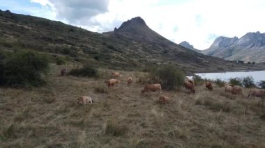 Babia Dağları, Cantabrian Sıradağları 'ndaki bir inek sürüsünün üzerinde uçan insansız hava aracı görüntüsü - 532