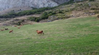 Len 'deki Cantabrian Dağları' nda koşan bir ineğin ardından sağdan sola hareket eden hava aracı atışı - 512