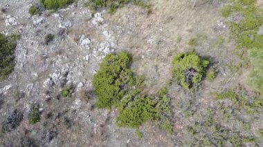 Akdeniz Ormanı 'ndaki Juniper Çalıları' nın Üstten ve Yörüngesel Hava Aracı Görünümü - 587