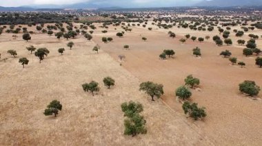Hava Aracı, La Mancha 'nın Uçsuz bucaksız Ağaçlı Ovası' nda geriye doğru hareket ederken vuruldu. 625.