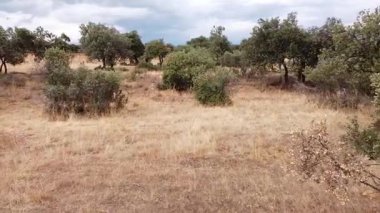 Düşük irtifa İHA uçağı Dehesa 'daki Holm Oaks arasında ilerliyor - 623