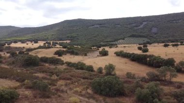 Hava Aracı İspanya 'nın La Mancha kentindeki bir çiftlikten geriye doğru hareket ederken vuruldu - 601