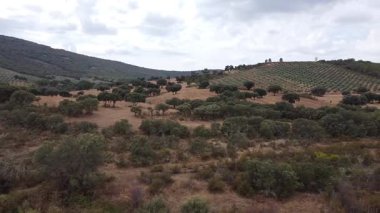 İspanya 'nın Toledo kentindeki Olive Grove üzerinde soldan sağa insansız hava aracı atışı - 603