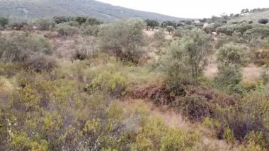 La Mancha, İspanya 'da Sağdan Sola Alçak İrtifa Hava Uçuşu - 605