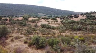 Castilla-La Mancha 'daki Akdeniz Ormanı ve Dehesa ile Sağdan Sola Hava Aracı Görüntüsü - 607