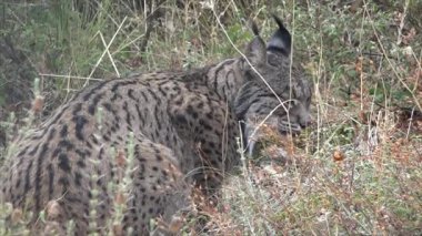 İber Vaşak Ormanın Yoğun Çalıları Arasında Gizlenmiş - 746