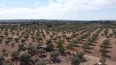 Ciudad Real 'deki Zeytin Çiftliğinin Soldan Sağına Hava Aracı Atışı - 642