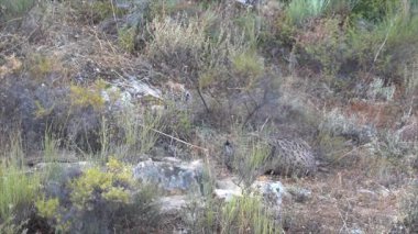 Akdeniz Ormanı 'ndaki çalıların arkasında beslenen İber Vaşağı - 711