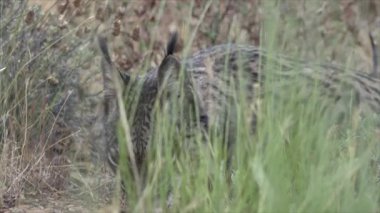  İber Vaşak Çimenler Arasında Gizli Beslenme - 730