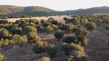 Hava Aracı Görünümü: Sunset Over Dehesa - 791