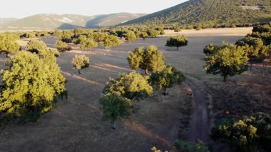  İspanyol Dehesa 'da Hava Aracı Görünümü Soldan Sağa Avlanma Rezervi - 788