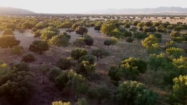 Hava Aracı Günbatımında Soldan Sağa Görünümü - 795