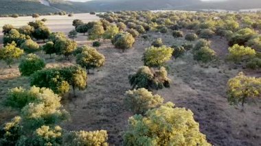 İspanya 'daki Av Rezervinin Dehesa' sı üzerinde Hava Aracı Görünümü - 793