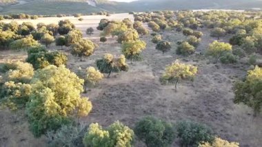 La Mancha Dehesa üzerinde Hava Aracı Görünümü - 794