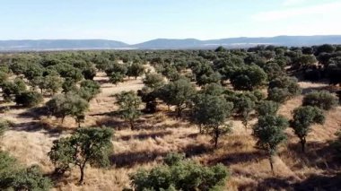 Hava Aracı Görünümü Soldan Soldan Soldan La Mancha Dehesa - 799