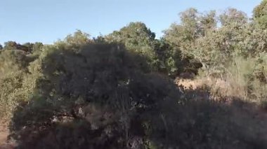 Akdeniz Ormanı Altında Hareket Eden Kamera - 752