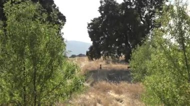 Akdeniz Ormanında Kaçan İki Roe Geyiği (Capreolus capreolus) - 755