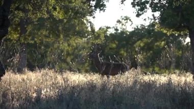 Ormanda Otlanırken Bir Geyik (Cervus elaphus) Uyarıldı - 772