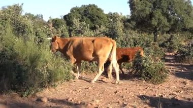 Buzağısı Ormanı Korumak İçin Başa Çıkan Serbest İnek - 768