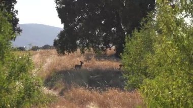 İki Roe Deer (Capreolus capreolus) Çayıra doğru Kaçış - 767