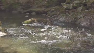 Sella Nehri 'nde Yavaş Hareket, Asturias, Kuzey İspanya - 807