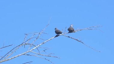 Bir çift Avrasyalı Yakalı Güvercin Mavi Gökyüzüne Karşı Bir Dalda Dinleniyor - 905