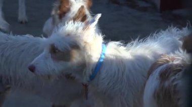 Kulübedeki Av Sürüsünün Podenco Köpekleri - 903