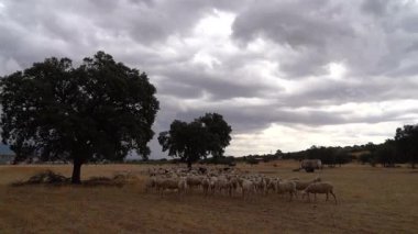 Manchegan Dehesa 'da Koyun Sürüsü Fırtınalı Gökyüzü altında otluyor - 922