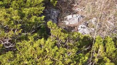 Alto Tajo 'da Sürünen Ardıç' ın yan havadan çekimi - 998