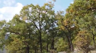 Sağdan Sola Akdeniz Ormanı 'nın 1018 numaralı fotoğrafı.