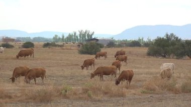 İspanya 'nın güney yaylasında otlayan inekler - 1060