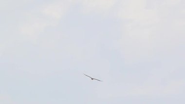 Avrupa Yılan Kartalı Bulutlu Yaz Gökyüzü Altında Kayıyor - 1070