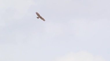 Avrupa Yılan Kartalı Bulutlu Yaz Gökyüzü Altında Yoldan geçen Bir Kamyon Altında Kayıyor - 1071